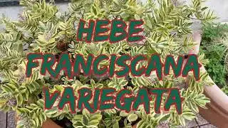 HEBE FRANCISCANA VARIEGATA