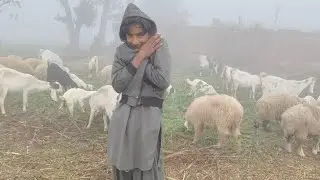 Sardi may bakriyo ko sambhalna howa mushkil |@MaqsoodGujjar591 