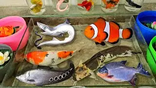 Video bắt cá cảnh, bảy màu gold, cá chép nhật, cá ba đuôi, rùa con