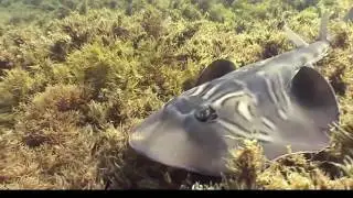 Fiddler Ray