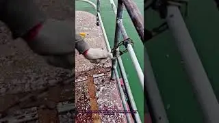 Pro Tip for Fence Rust Removal! 🛠️ Clean Chains Safely & Easily