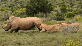 3 Lions Vs Rhino stuck in muddy water