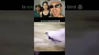 creatures y fen&oacute;menos parte 2 #videoviral #criaturasfantasticas #creatures #fenomenos