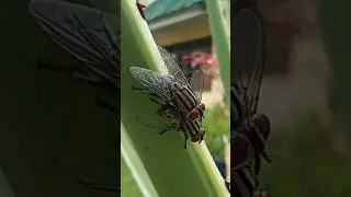 Borongan BANGAW Flesh Flies