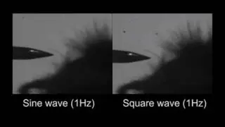 Bees Use Hairs To Sense Electrical Fields From Flowers
