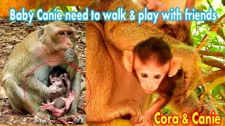 Naughty​ baby monkey Canie want to walk & play by himself but Mummy Monkey Cora still hugs