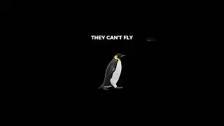 Follow @hz.dournigad  THEY CAN&rsquo;T FLY.#facts #nature #science #documentary #penguin