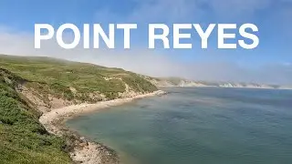 POINT REYES, CALIFORNIA | Hike Elephant Seal Look Out, Drakes Beach, Tule Elk #travel #nature