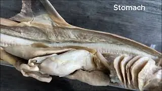 Shark coelom and digestive system