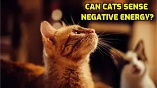 Do Cats Sense Good And Bad Energy?