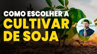 Escolha Inteligente: Como Definir a Melhor Soja Para Sua Lavoura!