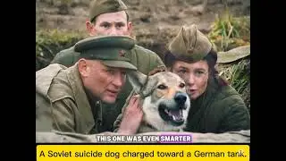 The Soviet Hero Dog Who Destroyed German Tanks &mdash; The Legendary Story of Zhubar