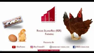 RIR Chickens in Pakistan |  RiR Hen Farming | Desi Chicken Farming in Pakistan