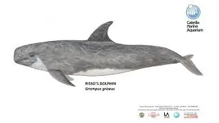 Cetacean Sounds - Risso&rsquo;s Dolphin