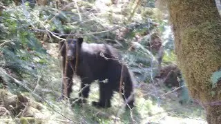 Black Bear off the Cowichan Valley Trail Vancouver Island