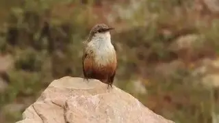 Canyon Wren singing
