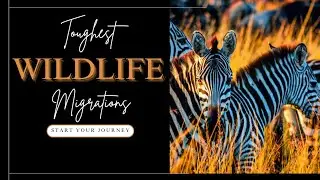 10 Toughest  Animal journeys #animals #nature