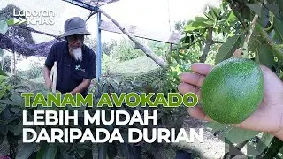 Tanam avokado lebih mudah daripada durian