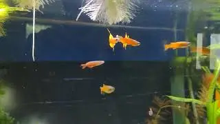 Red Neon Blue Eye Rainbowfish (pseudomugil luminatus) male mating dance.