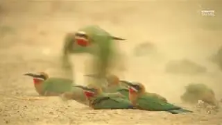 Safari Diaries: A Bee-Eater Dustbath