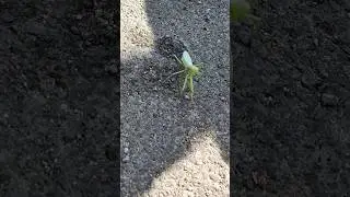 Богомол