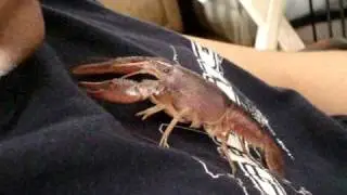My pet lobster