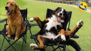 Funny Pet Videos - Try Not To Laugh Challenge #45