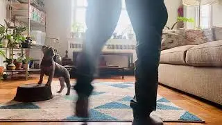 Puppy Training with Reginald The Frenchie (2 1/2 months) Target training with markers.