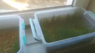 Kaz tavuk i&ccedil;in buğday dan hasıl &ccedil;im yemi yapımı 05 Aralık