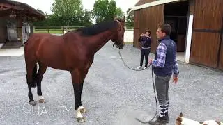 NORMANDY HORSE COMMERCE PRESENTATION VIDEO