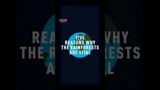 Five reasons why the rainforests are vital