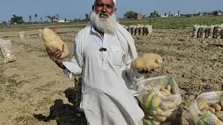 सैंटाना(  Santana) आलू की नई वैरायटी 1.5 kg  तक का आलू। Potato Crop farming #santana_new_potato_seed