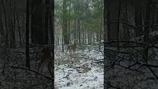 Caught in a snowstorm 🦌 #deer #snow #trailcam #gamecam #winter