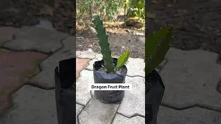 How To Transplant A Dragon Fruit Plant | Dragon Fruit Ke Podhe Ko Gamle Me Kese Lagaye|#shots