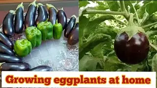 Egg plant|| How to grow eggplant at home|| brinjal plant growth and care tips|| KF gardening