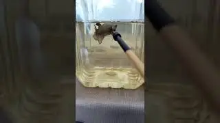 Top Form Single tone Copper Betta HMPK