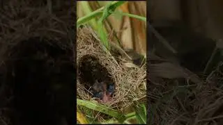 Mother bird hunting insects to feed babies #birds #wildlife