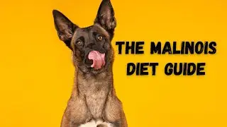 Nutrition and Diet Tips for a Healthy Belgian Malinois