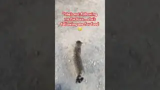 &ldquo;She&rsquo;s not following me for love&hellip; she&rsquo;s following me for food 😢#cat #kitten #cute #mothercat