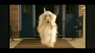 Afghan Hound::- In a Philips TV 📺 commercials..