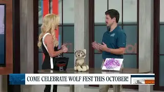 Endangered Wolf Center: Wolf Fest