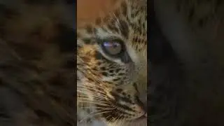 watch now on Net Geo WILD (animal fight)#animals