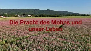 Die Pracht des Mohns und unser Leben