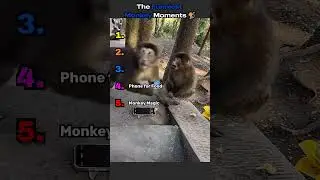 Ranking the Funniest Monkey Moments #shorts #viral