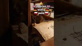 ORF UPDATE Only Rodent Fans - pet vlog at YouTube