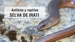 Anfibios y reptiles de la Selva de Irati
