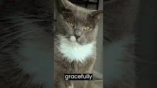 Resilient Spirits: Cats as Survivors