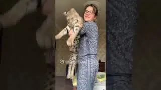 🥰🥰❤️ #bobcat #lynx