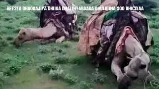 HEESTA DHAQAAJIYA DHIIGA DHALINYARAADA 2019