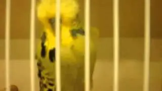 Budgerigar Society Club Show 2010, birds at show-2 of 12 by Mobassir